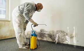 Best Attic Mold Removal in Brewster, OH